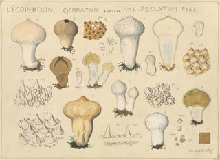 Lycoperdon gemmatum var. perlatum - Hans Baldung — artwork view
