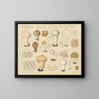 Lycoperdon gemmatum var. perlatum - Hans Baldung — framed artwork on a wall