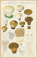 Lycoperdon hyemale - Hans Baldung — artwork view