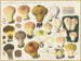 Lycoperdon mammaeforme - Hans Baldung — artwork view