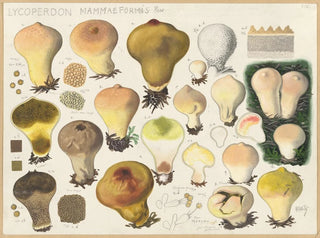 Lycoperdon mammaeforme - Hans Baldung — artwork view