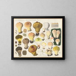 Lycoperdon mammaeforme - Hans Baldung — framed artwork on a wall