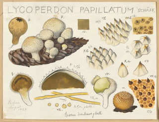 Lycoperdon papillatum - Hans Baldung — artwork view