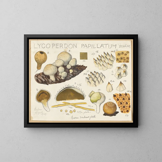 Lycoperdon papillatum - Hans Baldung — framed artwork on a wall