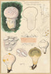 Lycoperdon velatum - Hans Baldung — artwork view