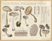 Macropodia macropus - Hans Baldung — artwork view