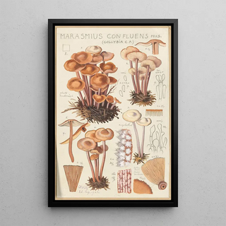 Hans Walty - Marasmius confluens.webp