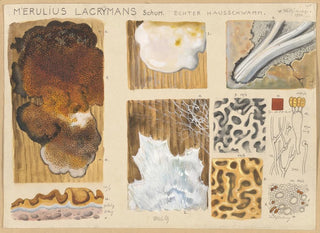 Merulius lacrymans - Hans Baldung — artwork view