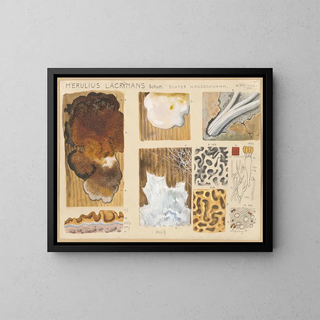 Merulius lacrymans - Hans Baldung — framed artwork on a wall