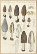 Morchella conica persoon - Hans Baldung — artwork view
