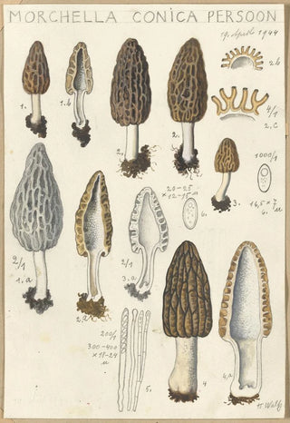 Hans Walty - Morchella conica persoon.webp