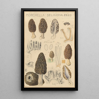 Hans Walty - Morchella deliciosa.webp