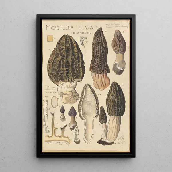 Morchella elata - Hans Baldung — framed artwork on a wall