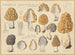 Edible Mushroom Painting - Hans Baldung — artwork view