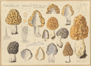 Edible Mushroom Painting - Hans Baldung — artwork view