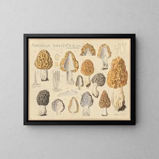 Edible Mushroom Painting - Hans Baldung — framed artwork on a wall
