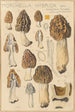 Morchella hybrida - Hans Baldung — artwork view
