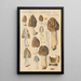 Morchella hybrida - Hans Baldung — framed artwork on a wall