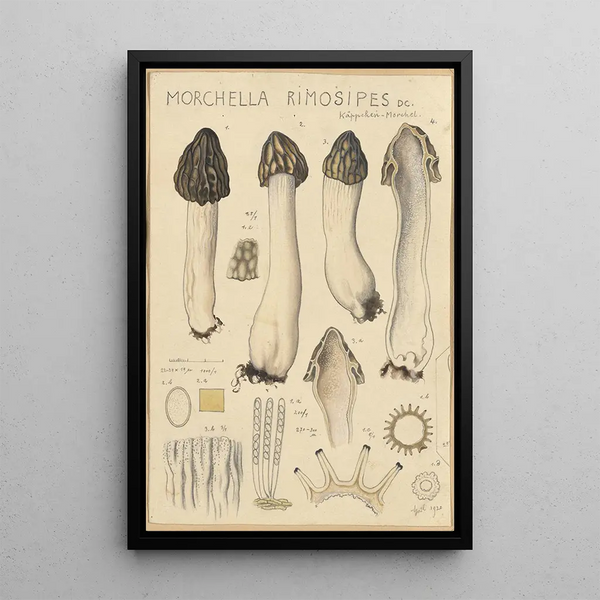 Morchella rimosipes - Hans Baldung — framed artwork on a wall