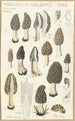 Morchella vulgaris - Hans Baldung — artwork view