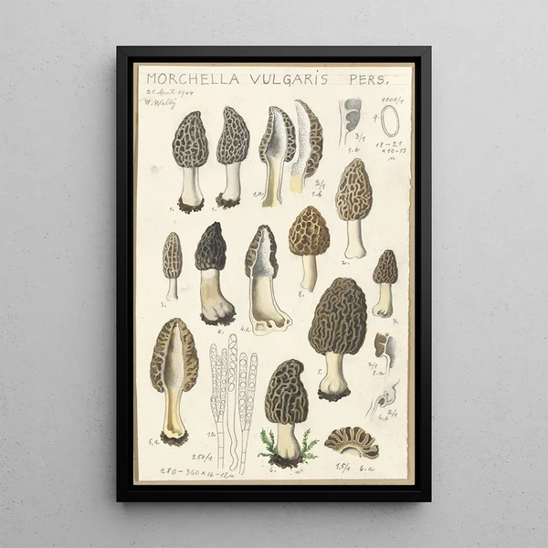 Morchella vulgaris - Hans Baldung — framed artwork on a wall