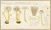 Mycena epipterygia - Hans Baldung — artwork view