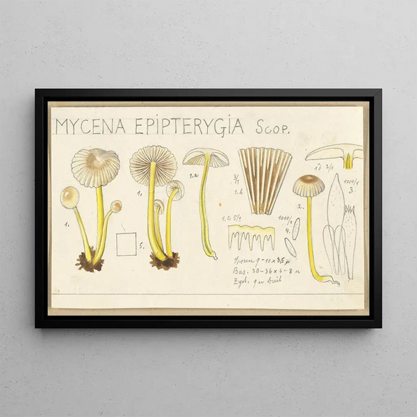 Mycena epipterygia - Hans Baldung — framed artwork on a wall