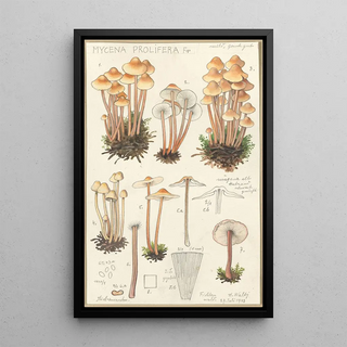 Hans Walty - Mycena prolifera.webp
