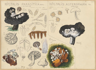 Nyctalis parasitica Nyctalis asterophora - Hans Baldung — artwork view