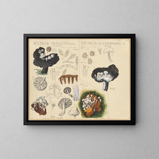 Nyctalis parasitica Nyctalis asterophora - Hans Baldung — framed artwork on a wall