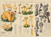 Otidea leporina Leotia gelatinosa Helvella lacunosa - Hans Baldung — artwork view