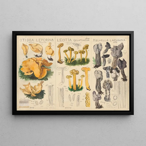 Otidea leporina Leotia gelatinosa Helvella lacunosa - Hans Baldung — framed artwork on a wall