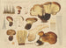 Paxille atrotomentueux - Hans Baldung — artwork view