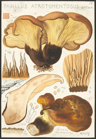 Hans Walty - Paxillus atrotomentosus Batsch 2.webp