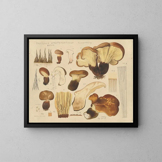 Paxille atrotomentueux - Hans Baldung — framed artwork on a wall