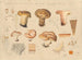 Paxillus involutus - Hans Baldung — artwork view