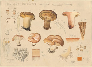 Paxillus involutus - Hans Baldung — artwork view
