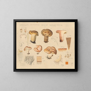 Paxillus involutus - Hans Baldung — framed artwork on a wall