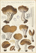 Peziza acetabula vulgaris - Hans Baldung — artwork view