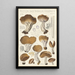 Peziza acetabula vulgaris - Hans Baldung — framed artwork on a wall