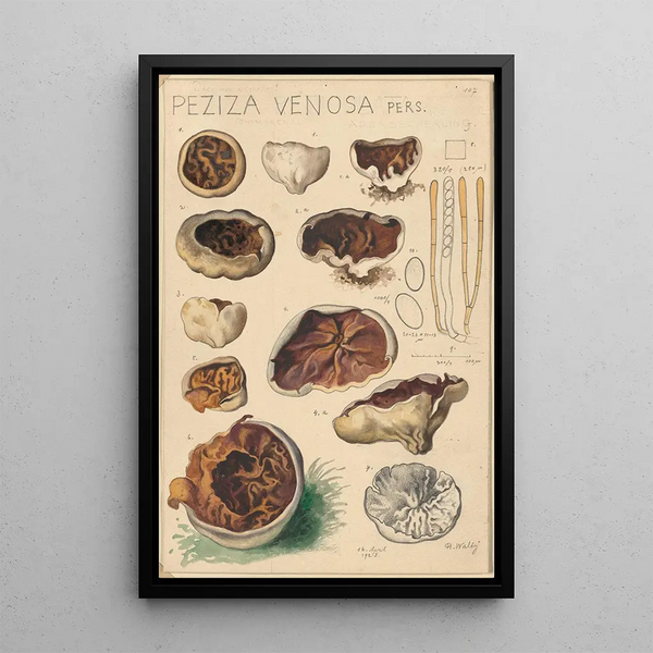 Peziza venosa - Hans Baldung — framed artwork on a wall