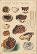 Peziza venosa - Hans Baldung — artwork view
