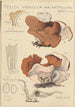 Peziza venosa var Reticulata greville - Hans Baldung — artwork view