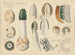 Phallus impudicus - Hans Baldung — artwork view