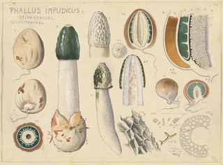 Phallus impudicus - Hans Baldung — artwork view