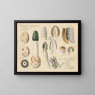 Phallus impudicus - Hans Baldung — framed artwork on a wall