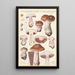 Phlegmacium purpuras - Hans Baldung — framed artwork on a wall