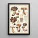 Phlegmacium spadiceum Batsch - Hans Baldung — framed artwork on a wall
