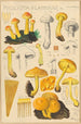 Pholiota flammans Pholiota caperata - Hans Baldung — artwork view