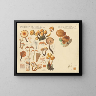 Pholiote mutable Pholiote marginée - Hans Baldung — framed artwork on a wall